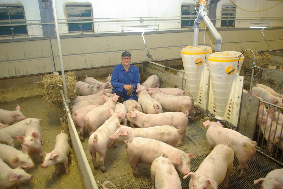 Pigs have access to straw via straw racks